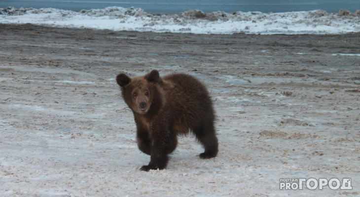 В Ухтинских лесах отстрелили опасного медведя