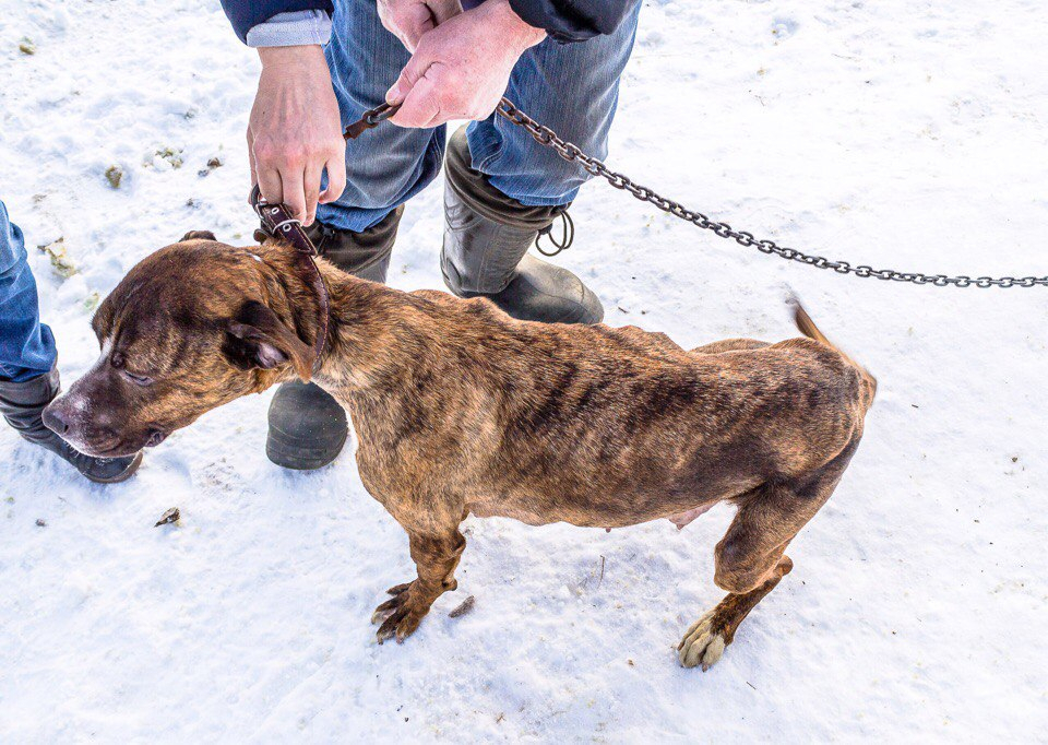 В Коми на предприятии сторожевую собаку превратили в ходячий скелет