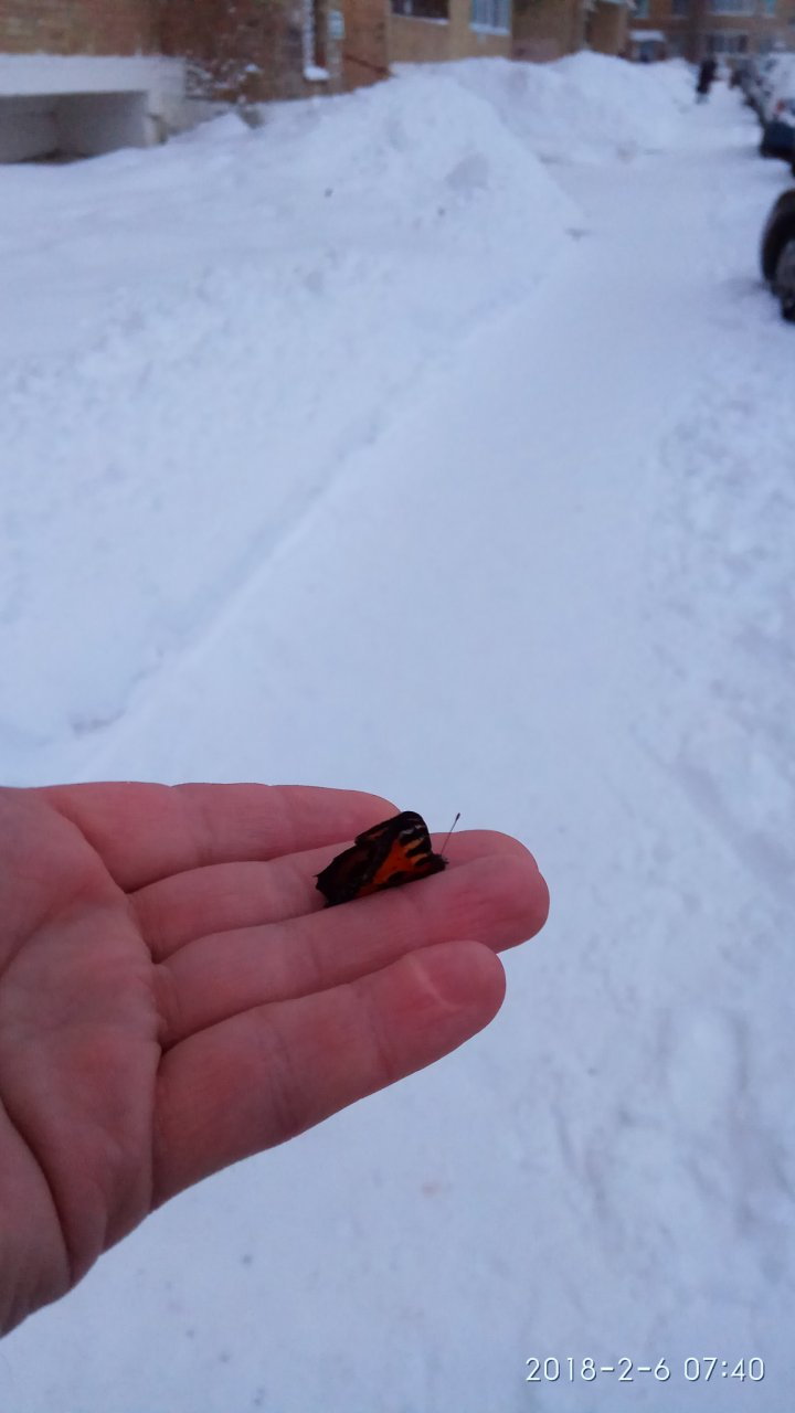 Ухтинец морозным днем увидел бабочку на снегу