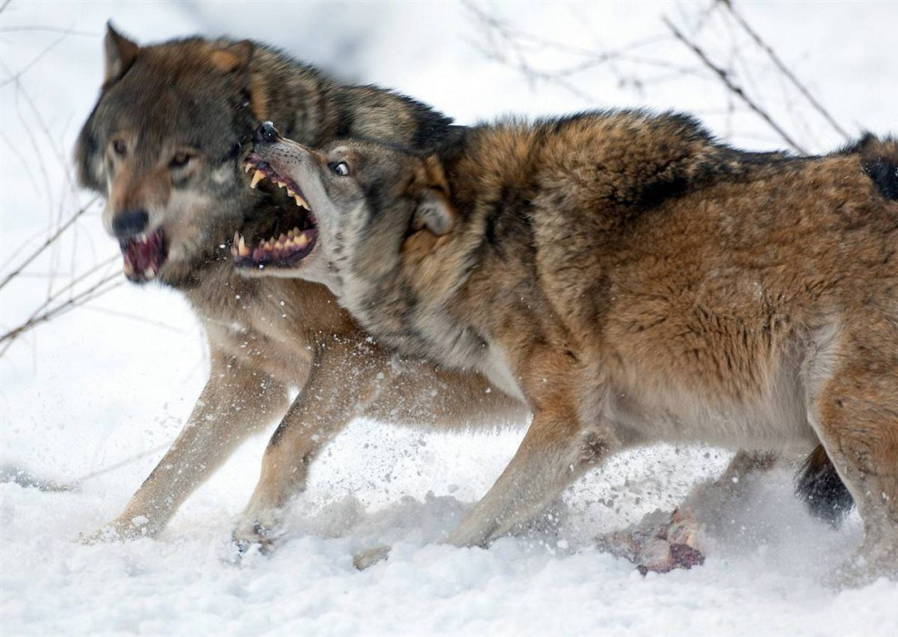 В Жешарте волки растерзали собаку