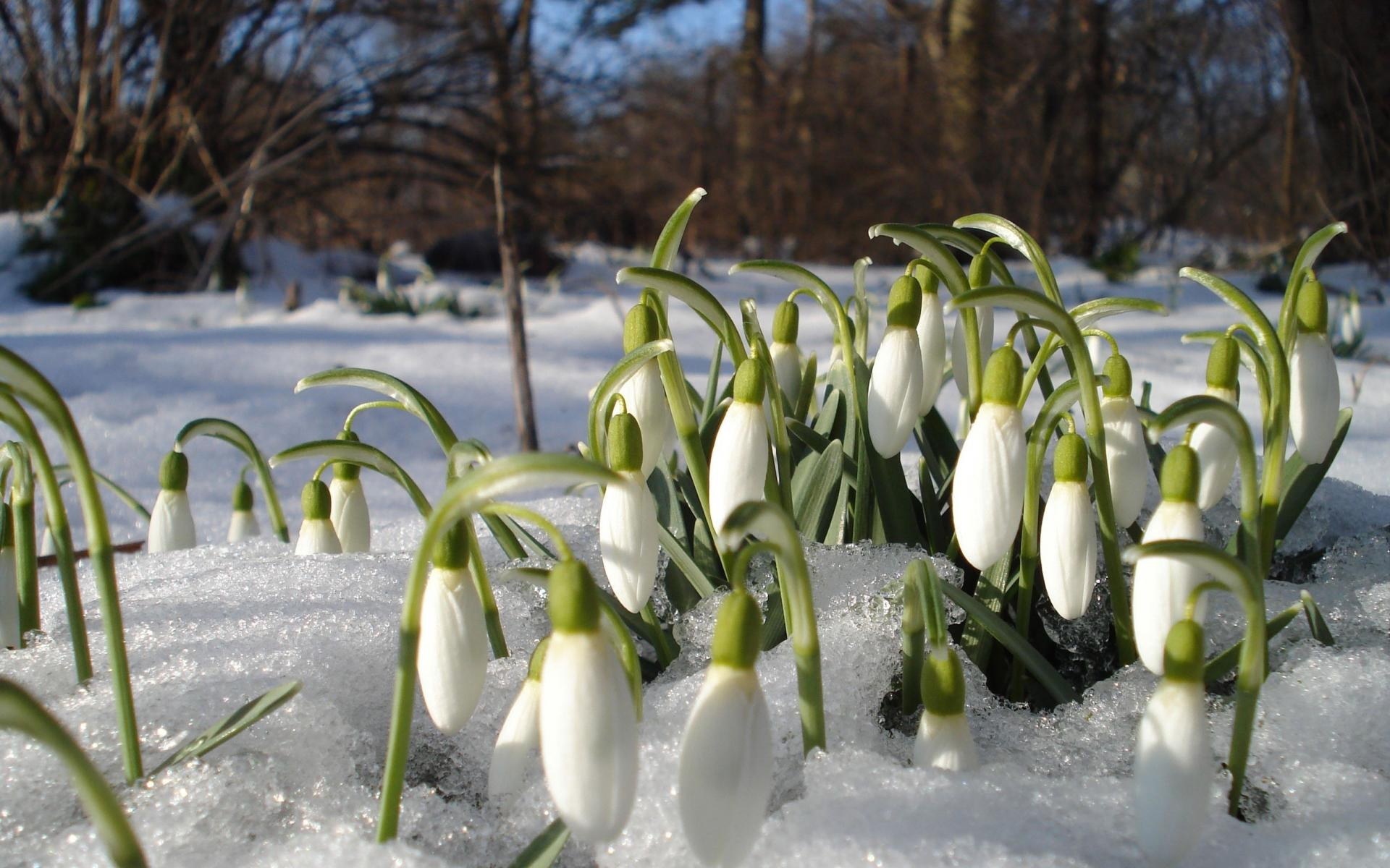 Весна придет в Ухту в середине марта