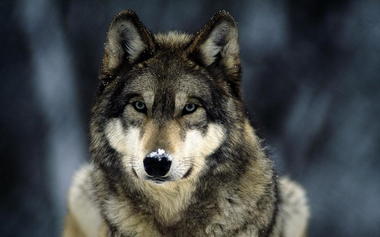 Стало известно, чем помогло государство в охоте на волков в Коми