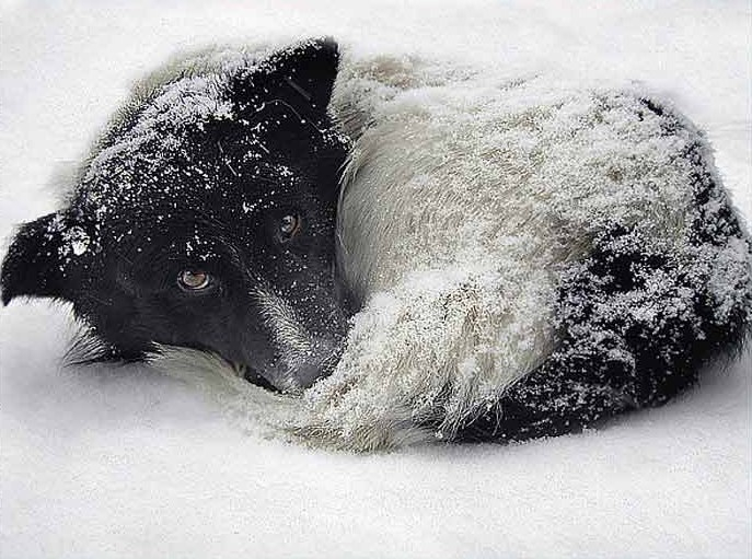 Итоги общегородской планерки в Ухте: отлов собак, уборка снега и заморозки