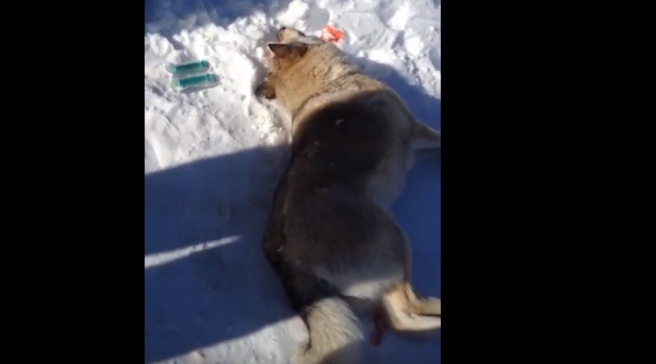 В Коми сняли на видео смерть собак, которых отравили догхантеры
