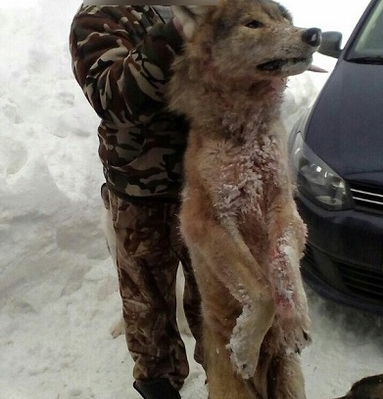 Охотник убил волка прямо в поселке Коми