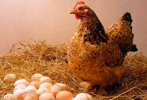 В Коми столкнулись 2 "Газели" с курицей и яйцами