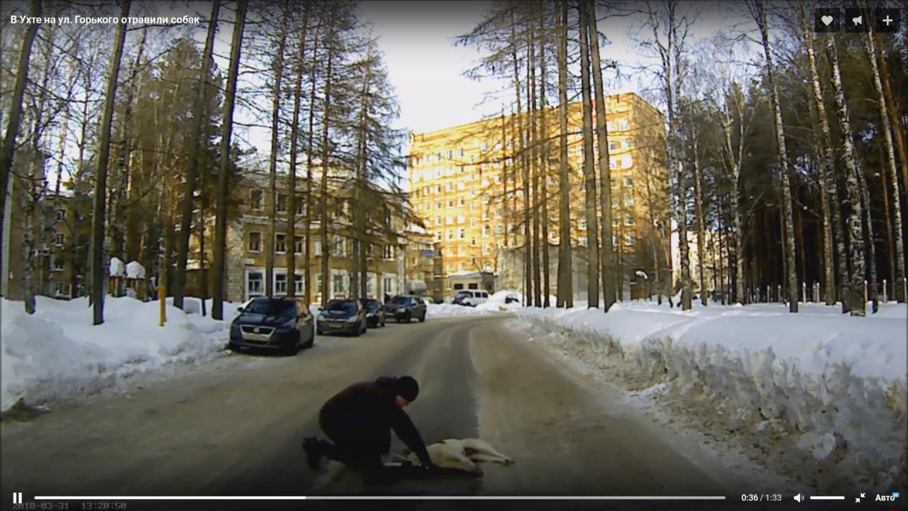 Появилось видео, как на Горького в Ухте травят собак