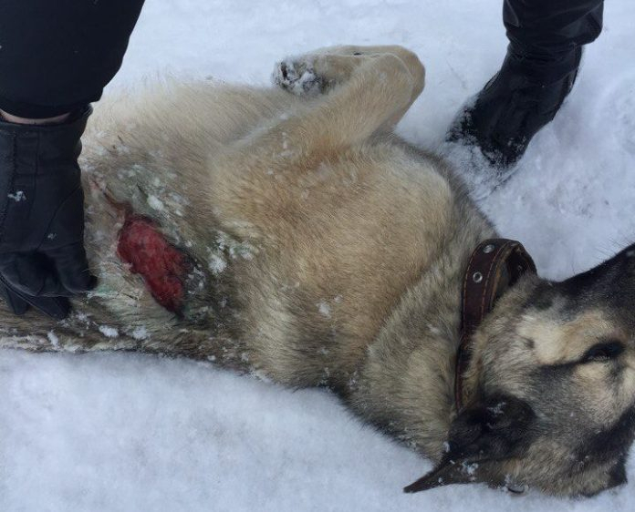 По Усинску бегают собаки с ножевыми ранениями