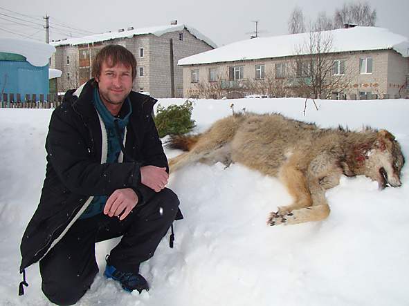 Охотник рассказал, как ему удалось убить 5 волков в Коми
