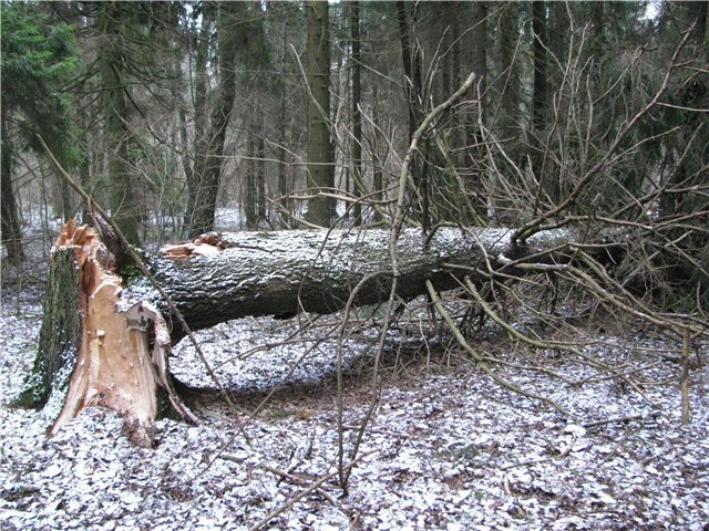 В Усть-Цилемском районе лесоруба насмерть придавило деревом
