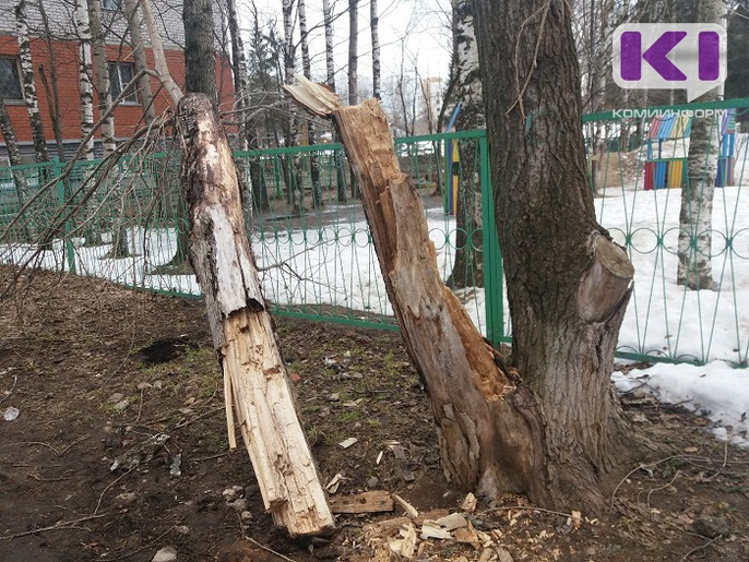 В Коми у детского сада рухнуло дерево