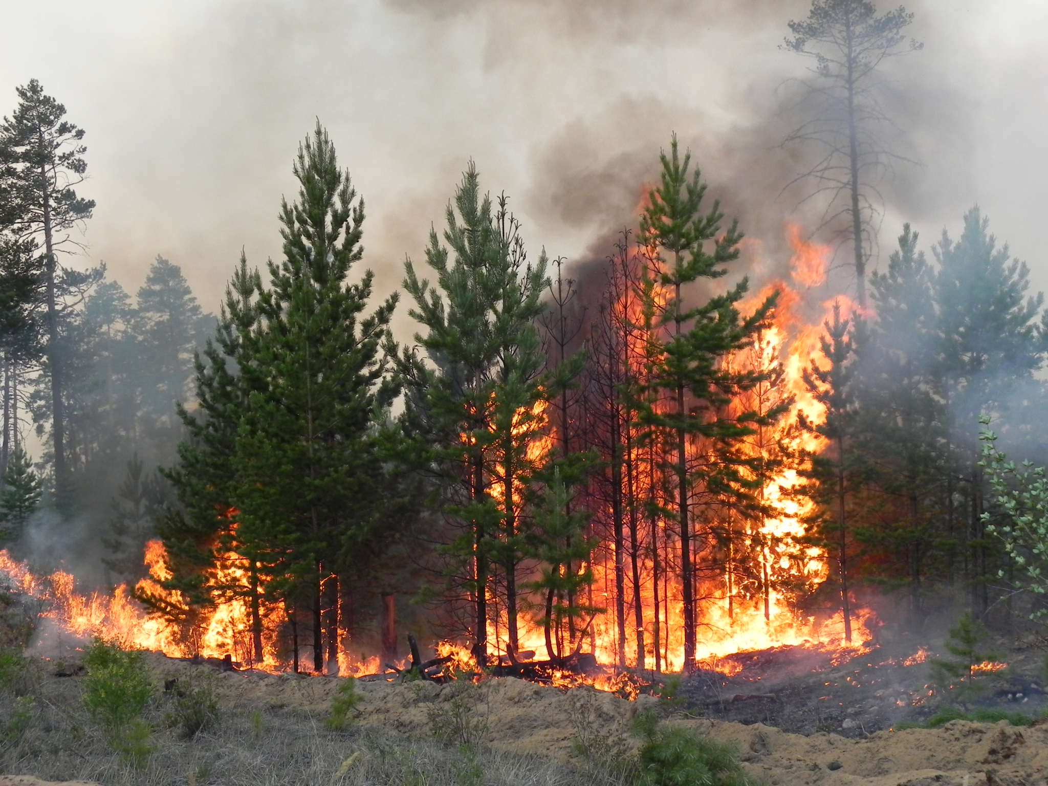 В Усинске людей за деньги просят помочь тушить лесные пожары