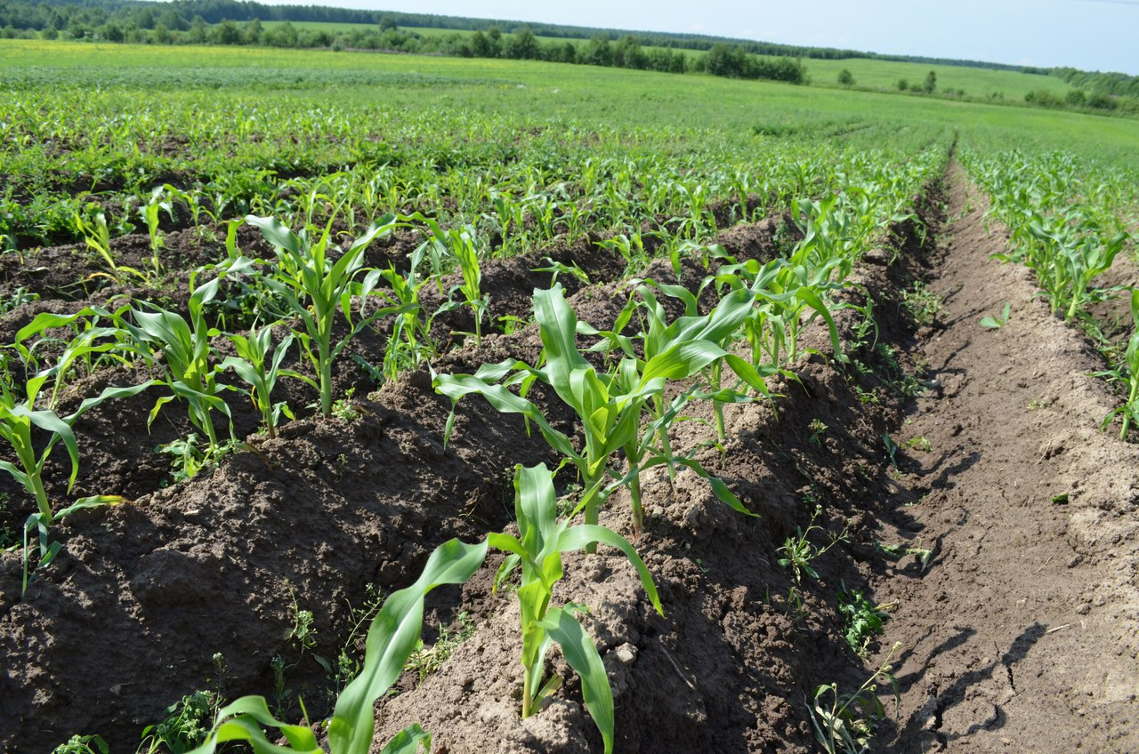 В этом году в Коми посадят больше кукурузы