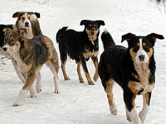 В Шудаяге люди прикормили 16 бродячих собак, теперь сами боятся ходить по улице