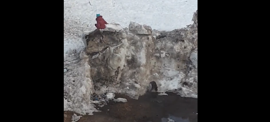 В Коми девочка швырнула щенка со снежной горы