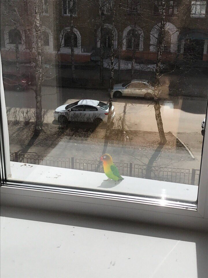 В окно ухтинской школы залетел домашний попугай и сорвал урок физики