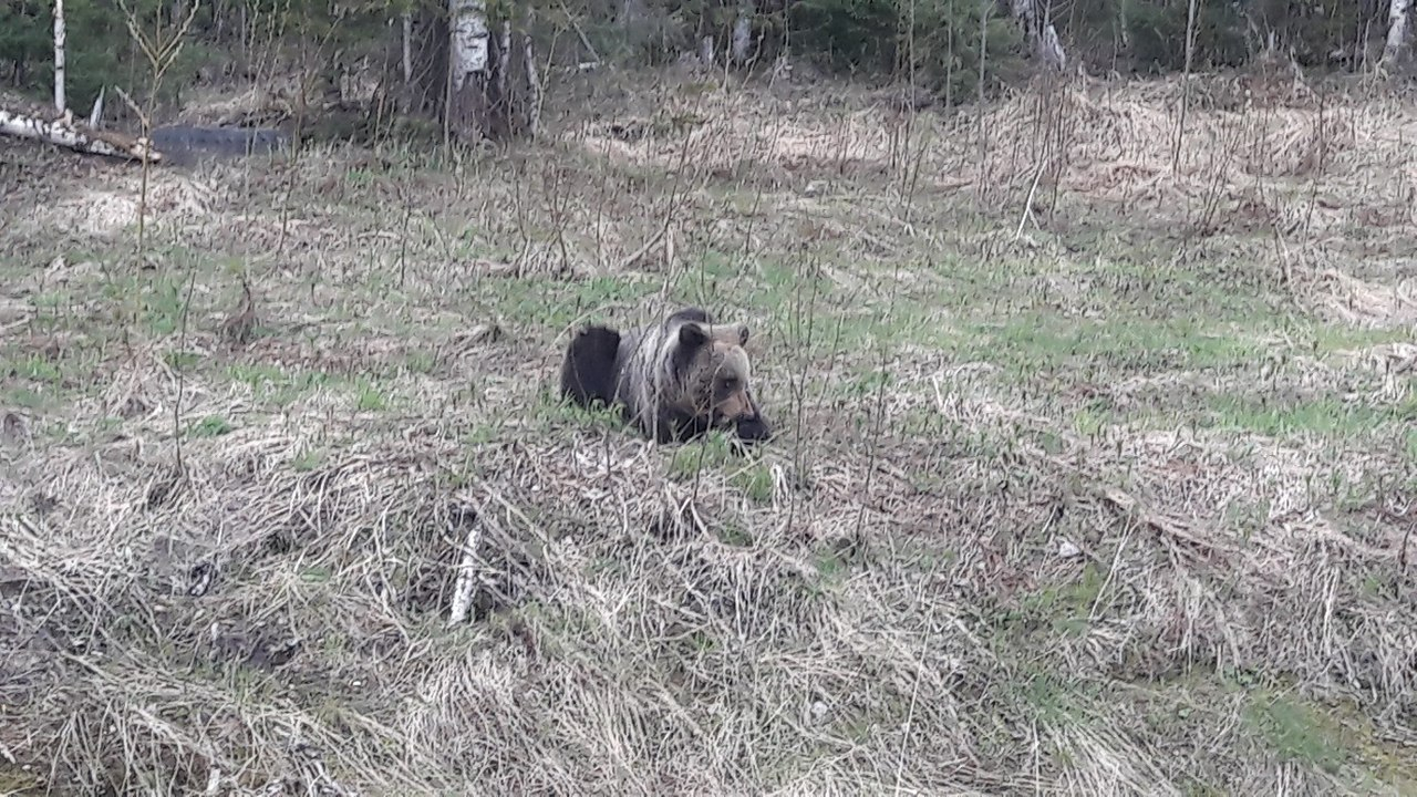 Ухтинцы встретили на опушке леса медведей