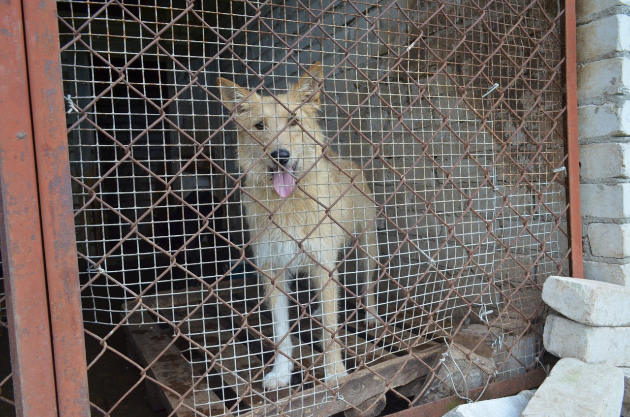 В Ухте отловили около 40 бездомных собак, но стаи продолжают пугать горожан
