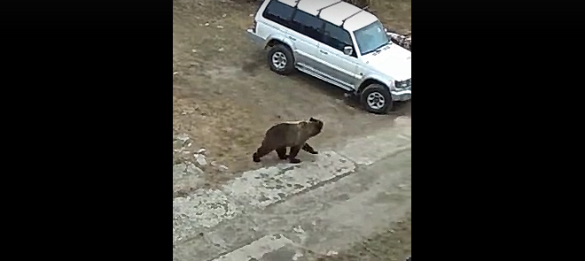 В Коми медведь разгуливал по детской площадке