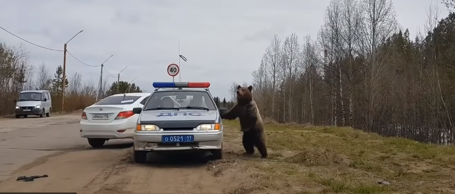 В Коми медвежонок выпрашивал еду у полицейских