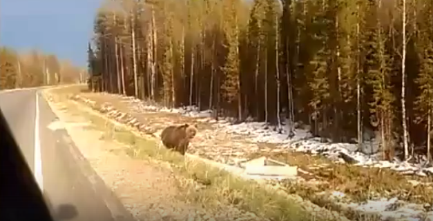 На дороге Ухта - Войвож встретили невозмутимого медведя