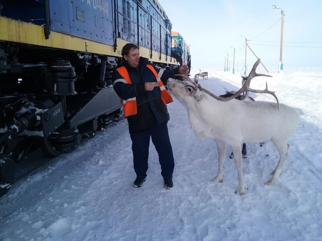 В Воркуте стадо северных оленей заблокировало движение поезда