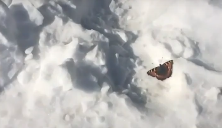В заснеженную Воркуту прилетела бабочка