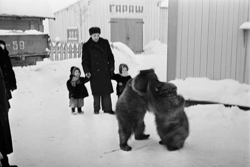 19 фотографий как по Ухте в 50-е годы ходили медведи