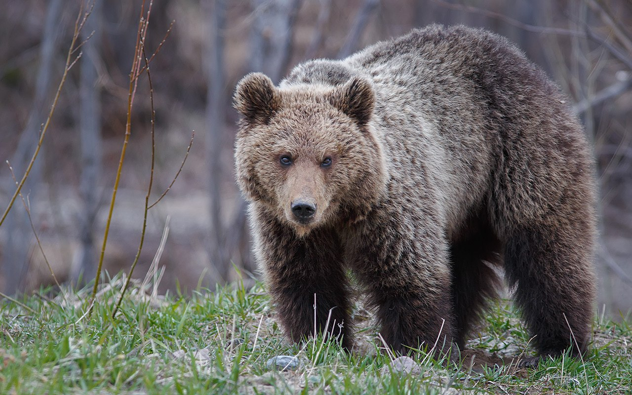 В Коми устроили засаду на медведя, а он не пришел