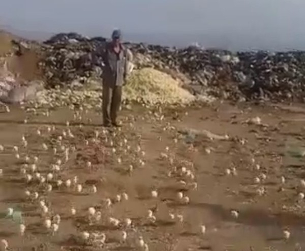 Новости мира: На свалке из выброшенных яиц вылупились сотни цыплят
