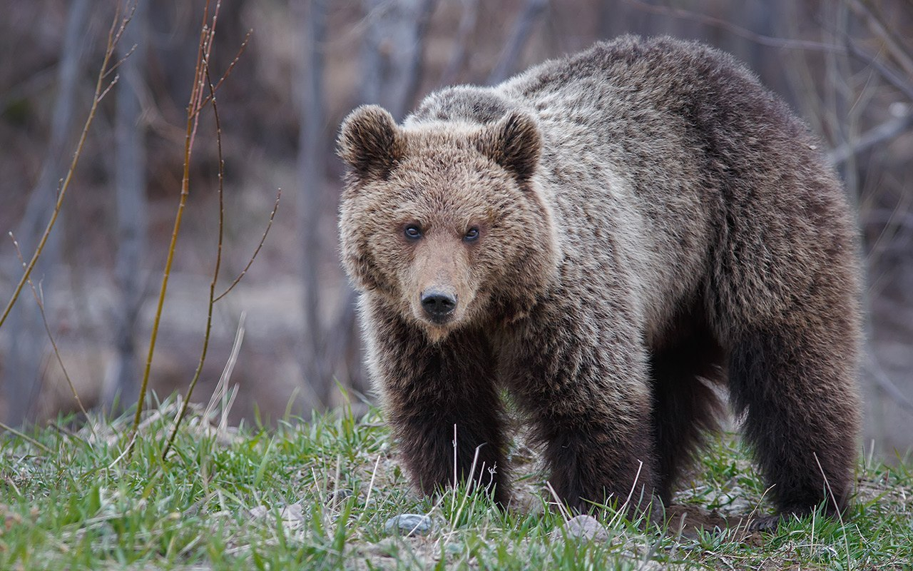 В Печоре правоохранители отогнали медведей ( ВИДЕО)