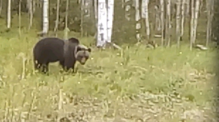 Появилось видео, как в Коми у опушки леса бродит медведь