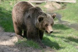 В Ухтинском районе из-за медведей детям запретили выходить на улицу
