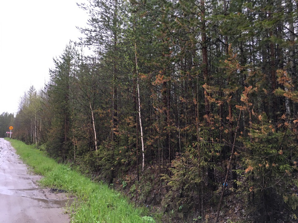 Независимый эколог проверит, почему в Ухте желтеют деревья