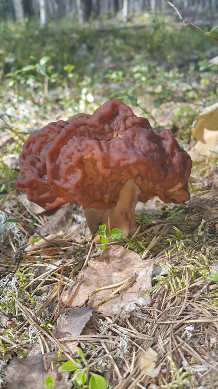 В Коми появились первые грибы