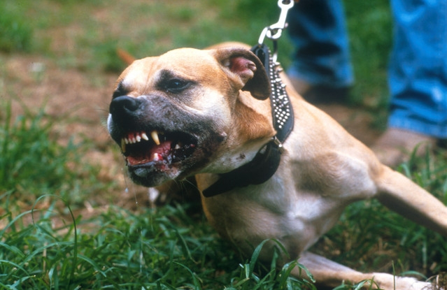 В Печоре устраивают травлю между бойцовскими и бездомными собаками