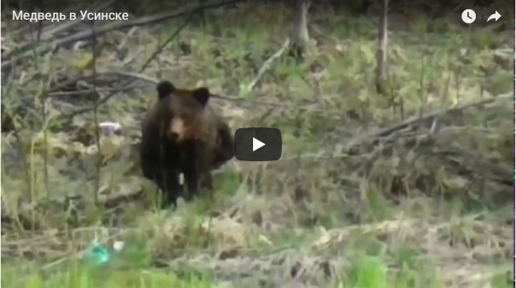 В Коми медведь с аппетитом щипал траву на глазах горожан (видео)