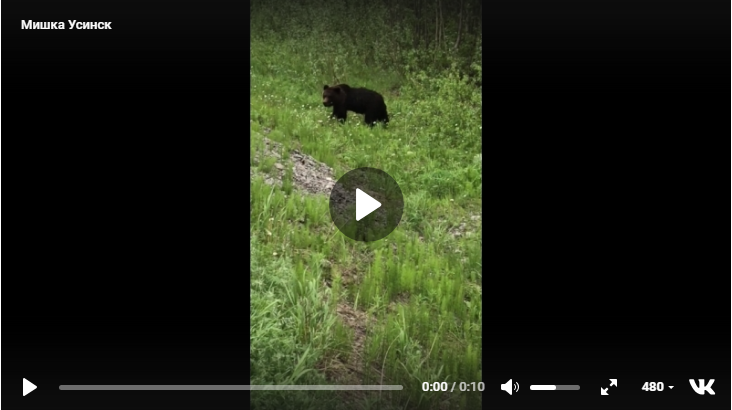В Коми рисковый мужчина кормил медведя с руки (видео)