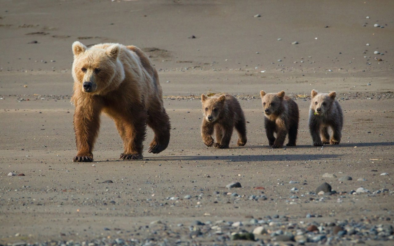 Жители Сосногорского района прогнали медведицу с тремя медвежатами
