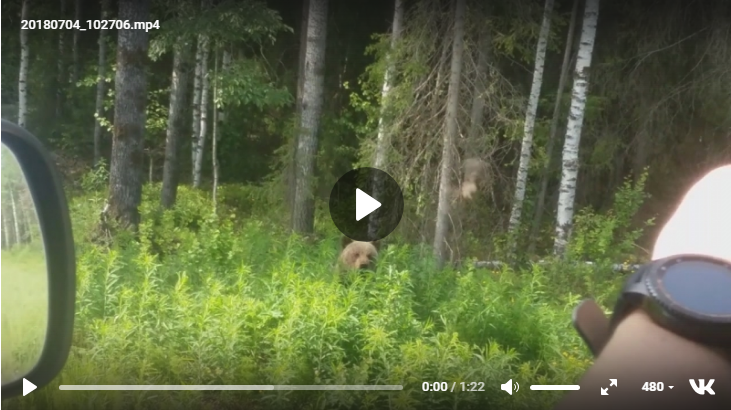 Неподалеку от Сосногорска красавец-медведь с удовольствием жевал траву (видео)