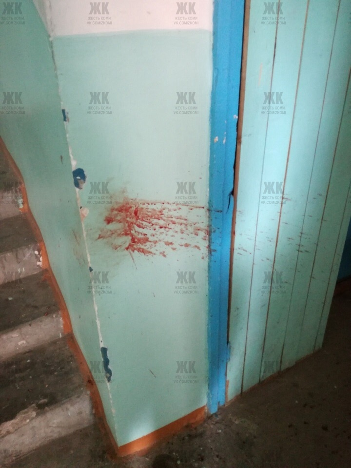 В Коми неизвестный жестоко убил маленького котенка ударом о стену (фото)