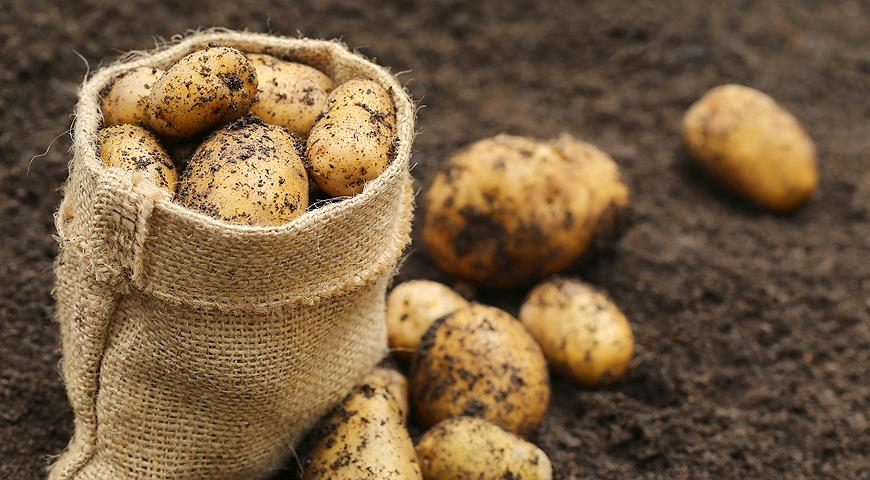 Россельхознадзор разъяснил запрет на выращивание картофеля