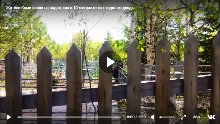 Жители Коми сняли на видео, как в 10 метрах от них ходил медведь