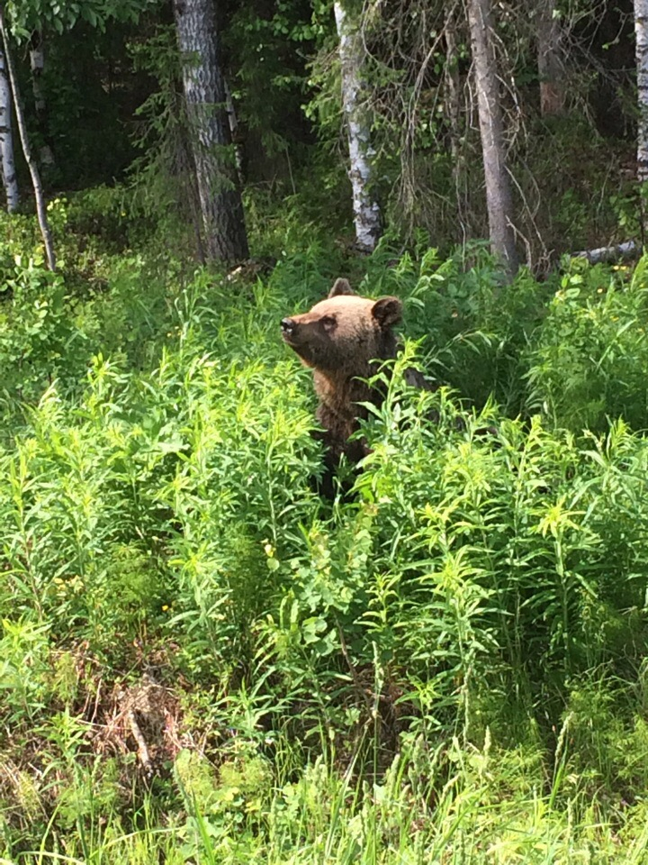 В Сети появились фото и видео с медведем под Ухтой, которого можно погладить