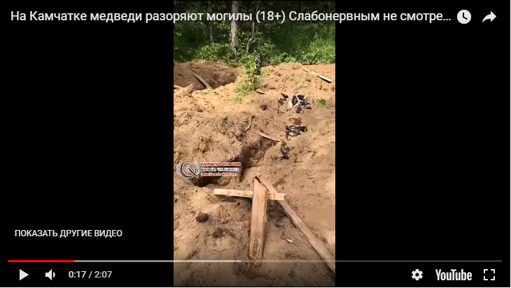 Новости России: На Камчатке застрелили медведей, разорявших кладбище