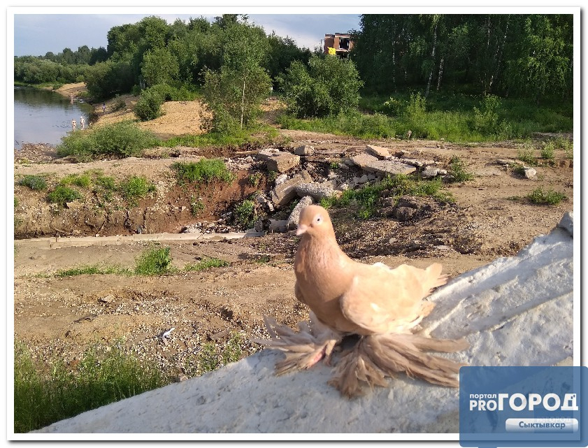Жители Коми встретили удивительного голубя-одиночку (фото)