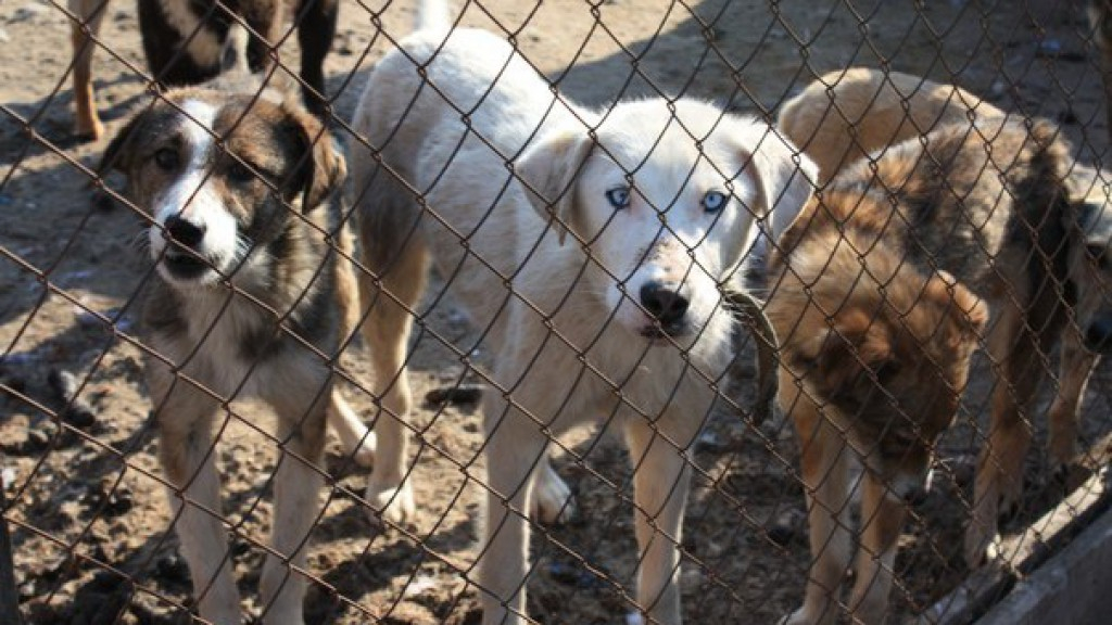В Коми 200 собак умирают от жажды
