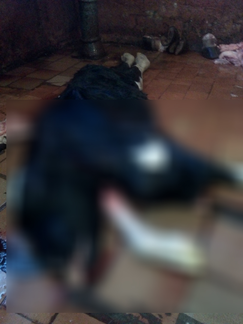 В Сосногорске родился теленок-мутант (фото)
