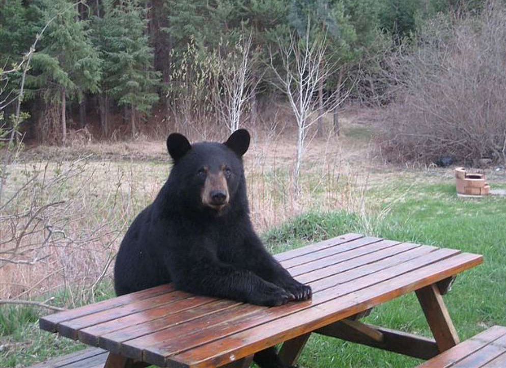Жители Коми села снова повстречались с медведем