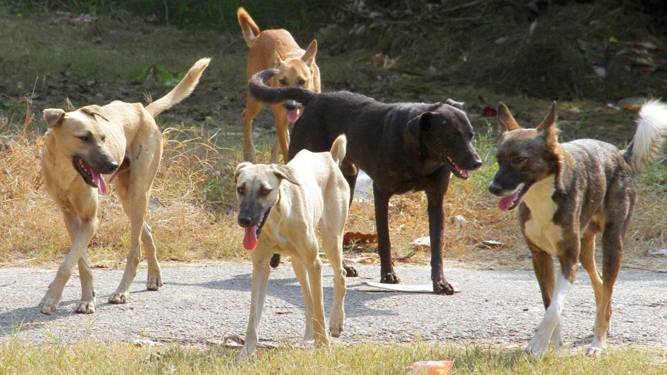 В Сосногорском районе на глазах людей стая псов разорвала маленькую собаку